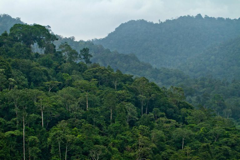 Kelapa Sawit & Dampaknya: Apakah Ia Pemicu Konversi Hutan di Indonesia?