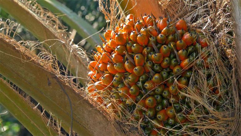 Kinerja Industri Sawit Agustus 2023: Produksi Turun, Konsumsi Dalam Negeri Tetap Naik Konsisten