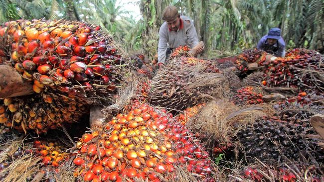 Refleksi Industri Sawit 2020 & Prospek 2021