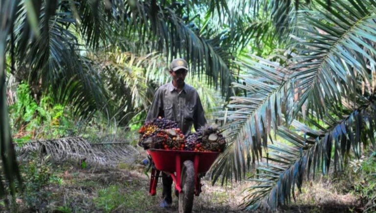 Dari Sawit Apapun Jadi! Pelepah & Lidi Sawit Yang ‘Go’ Internasional