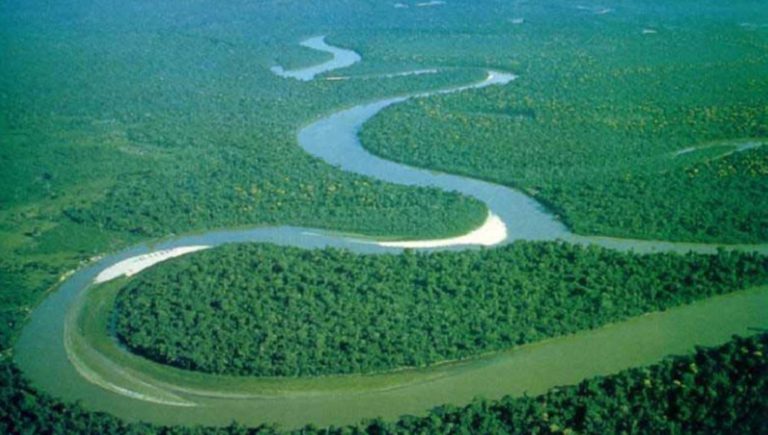 UE Cari Pengganti Sawit, Justru Ancaman Serius Bagi Hutan