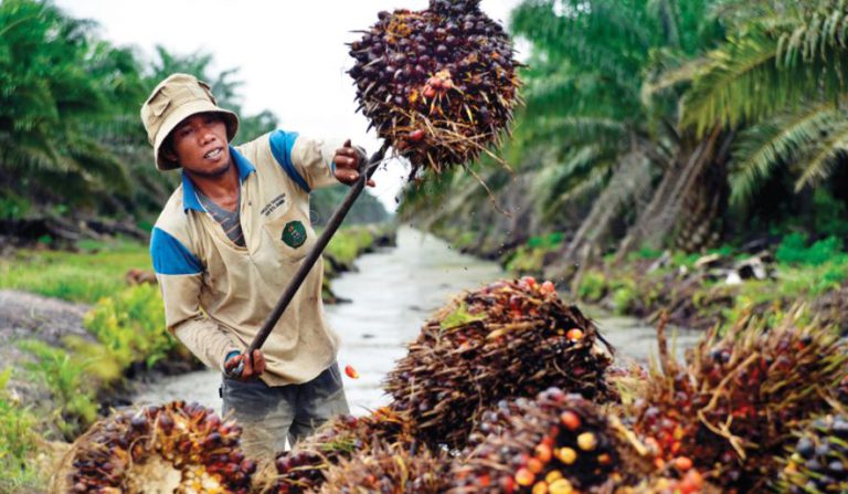 Ini Data Lho! Sawit Sangat Berperan Penting Kurangi Angka Kemiskinan Dunia