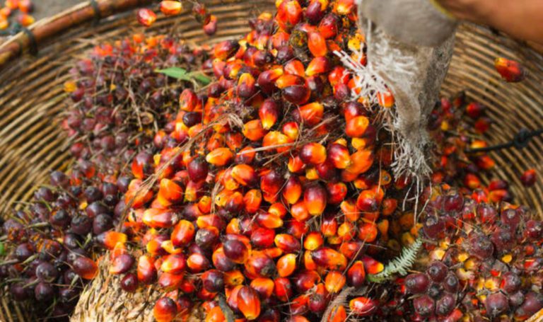 KINERJA INDUSTRI MINYAK SAWIT OKTOBER 2023: Produksi, Konsumsi Dan Ekspor Naik