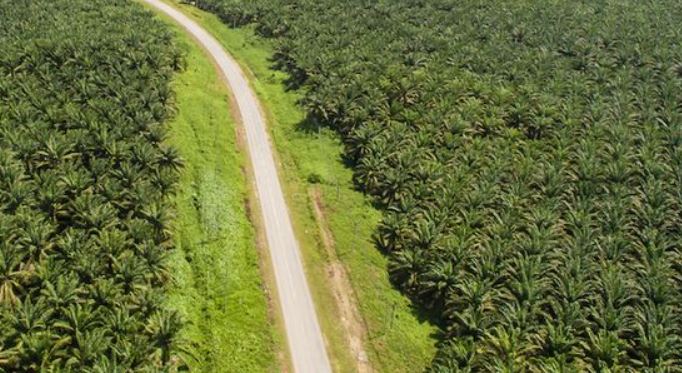 Benarkah Perkebunan Sawit Lebih Ekspansif Dari Tanaman Minyak Nabati Lainnya Di Dunia?..