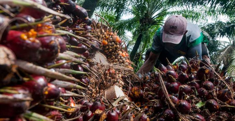 Kinerja Industri Sawit 2021 & Prospek 2022