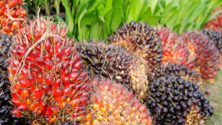 Upaya Pemerintah Perjuangkan ISPO dan RSPO, Agar di Akui UU Anti Deforestasi UE