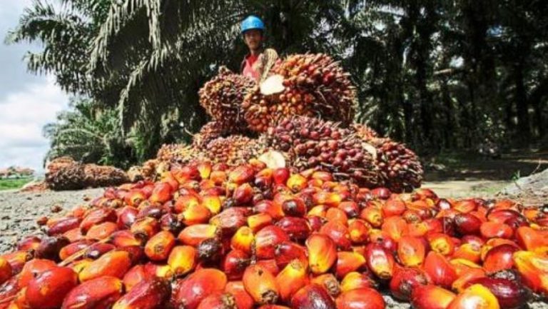 Kinerja Industri Minyak Sawit Mei 2023: Produksi Naik, Stok Meningkat