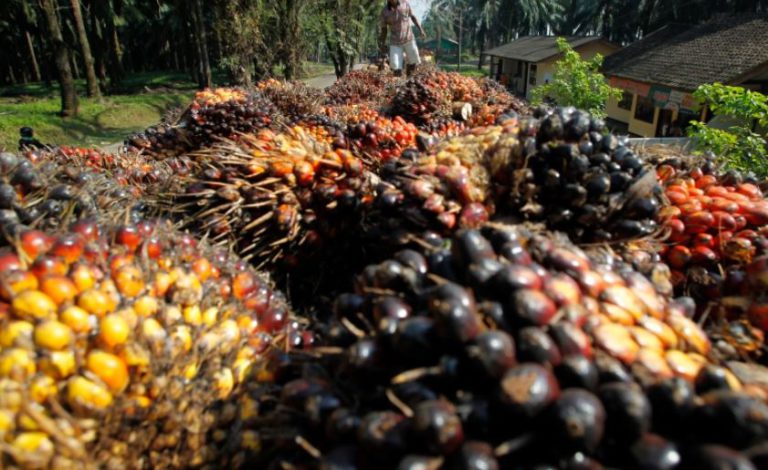 Kinerja Industri Minyak Sawit Januari 2023: Produksi Stagnan, Stok Turun