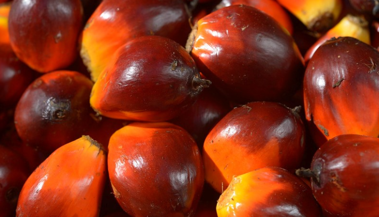 Mengapa Harus Minyak Kelapa Sawit?