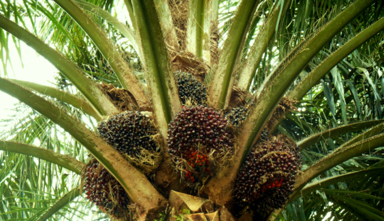 Mau Awet Muda?.. Pake Daun Sawit..! Begini Penjelasannya..