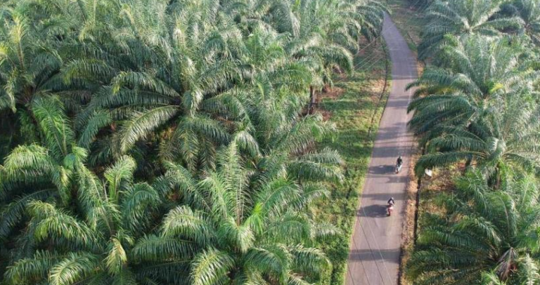 Kekeringan Hanya Terjadi di Provinsi Sentra Sawit? Temukan Kebenarannya!
