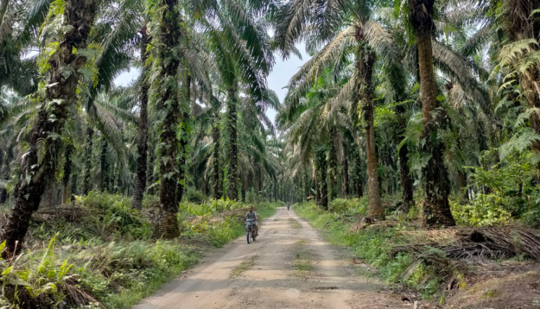 Perkebunan Kelapa Sawit dan Biodiversitas: Benarkah Tak Bisa Sejalan?