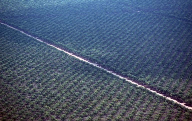 Definisi Hutan dan Deforestasi: Apakah Sama di Semua Negara?
