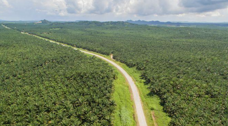 Fakta Tata Kelola Sawit Rakyat: Sudah Berkelanjutan?