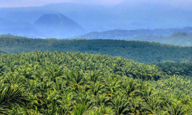 Bukan Sekadar Minyak, Kelapa Sawit Ternyata Mesin Penyerap Karbon Paling Efisien