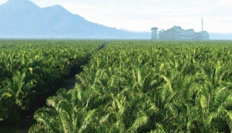 Perkebunan Sawit: Penyerap Karbon Neto Atau Penyumbang Emisi?
