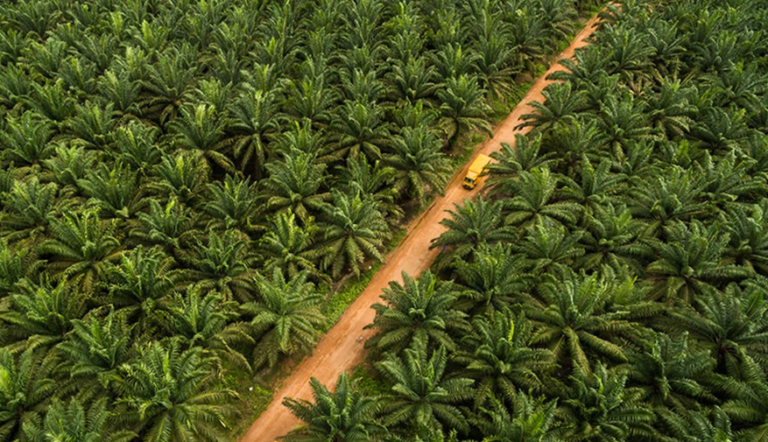 Minyak Sawit: Benarkah Sumber Minyak Nabati Ini Merusak Hutan Dunia?