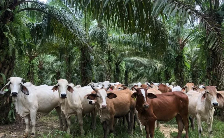 Kelapa Sawit Terbukti Menjaga Keanekaragaman Hayati, Ini Penjelasannya!