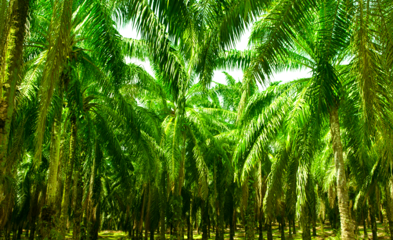 Asal Muasal Lahan Sawit di Indonesia, Dari Deforestasi Kah?