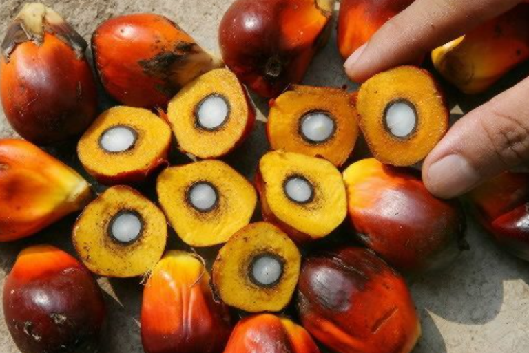 Tanpa Sawit, Dunia Lumpuh? Ini Alasannya Kenapa Minyak Sawit Sulit Digantikan!