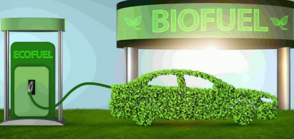 Potensi Besar dari ‘Tanaman Ajaib’, Hasilkan Biofuel Generasi Ketiga