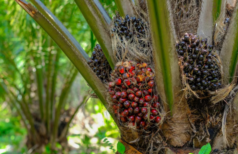 Kelapa Sawit: Si Tanaman Super Produktif yang Hemat Lahan!