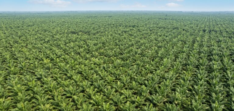 Sawit dan Indonesia: Mengapa Indonesia Menjadi Produsen Kelapa Sawit Terbesar Dunia?
